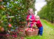 apple picking near Camp Bell Campground in the Finger Lakes Region of NY