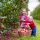 apple picking near Camp Bell Campground in the Finger Lakes Region of NY